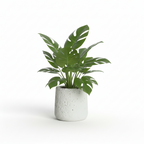 Photo de presentation sur fond blanc du cache pot en ciment monstera beige