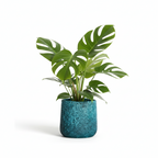 Photo de presentation sur fond blanc du cache pot en ciment monstera bleu canard