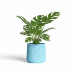 Photo de presentation sur fond blanc du cache pot en ciment monstera bleu clair