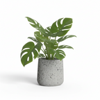 Photo de presentation sur fond blanc du cache pot en ciment monstera gris clair