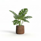 Photo de presentation sur fond blanc du cache pot en ciment monstera marron