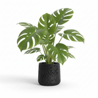 Photo de presentation sur fond blanc du cache pot en ciment monstera noir