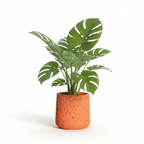 Photo de presentation sur fond blanc du cache pot en ciment monstera orange