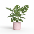 Photo de presentation sur fond blanc du cache pot en ciment monstera rose pale