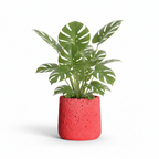 Photo de presentation sur fond blanc du cache pot en ciment monstera rouge