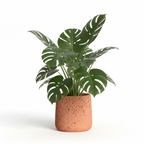 Photo de presentation sur fond blanc du cache pot en ciment monstera terracotta