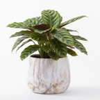 Photo de presentation du cache pot calathea couleur marbre marron devant un fond blanc