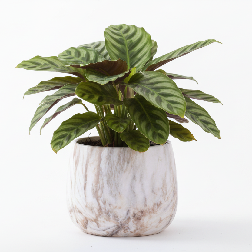 Photo de presentation du cache pot calathea couleur marbre marron devant un fond blanc