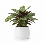 Photo de presentation du cache pot calathea couleur blanc devant un fond blanc
