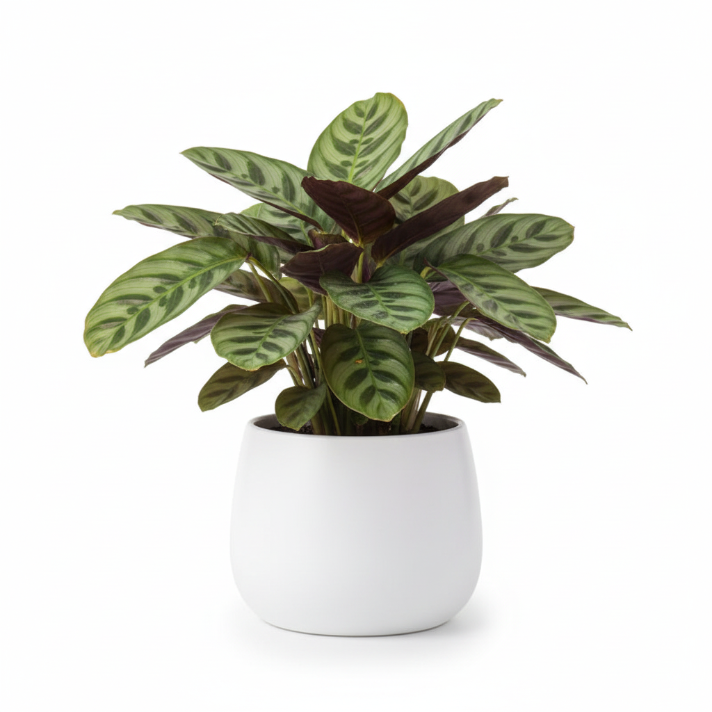 Photo de presentation du cache pot calathea couleur blanc devant un fond blanc