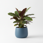 Photo de presentation du cache pot calathea couleur bleu fonce devant un fond blanc