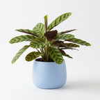 Photo de presentation du cache pot calathea couleur bleu devant un fond blanc