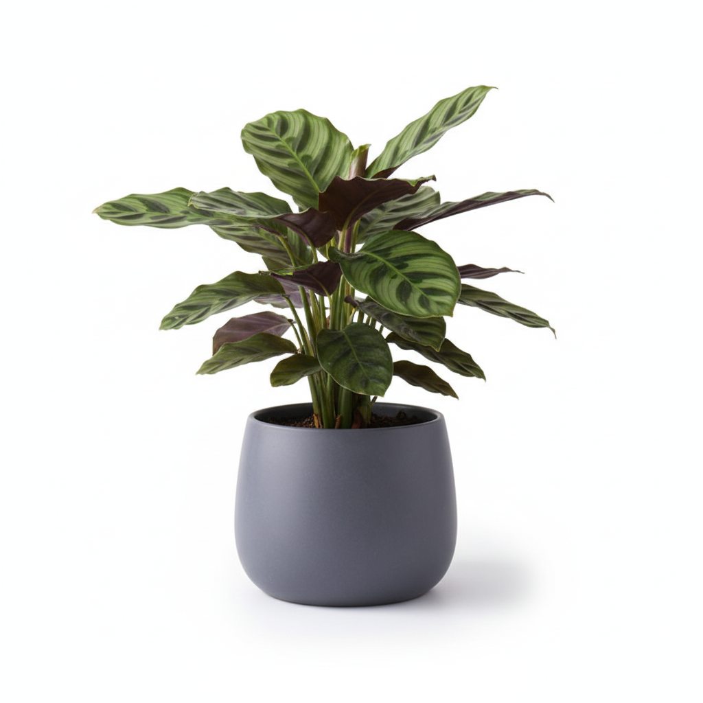 Photo de presentation du cache pot calathea couleur gris devant un fond blanc