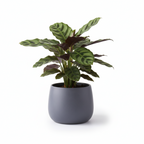 Photo de presentation du cache pot calathea couleur gris devant un fond blanc