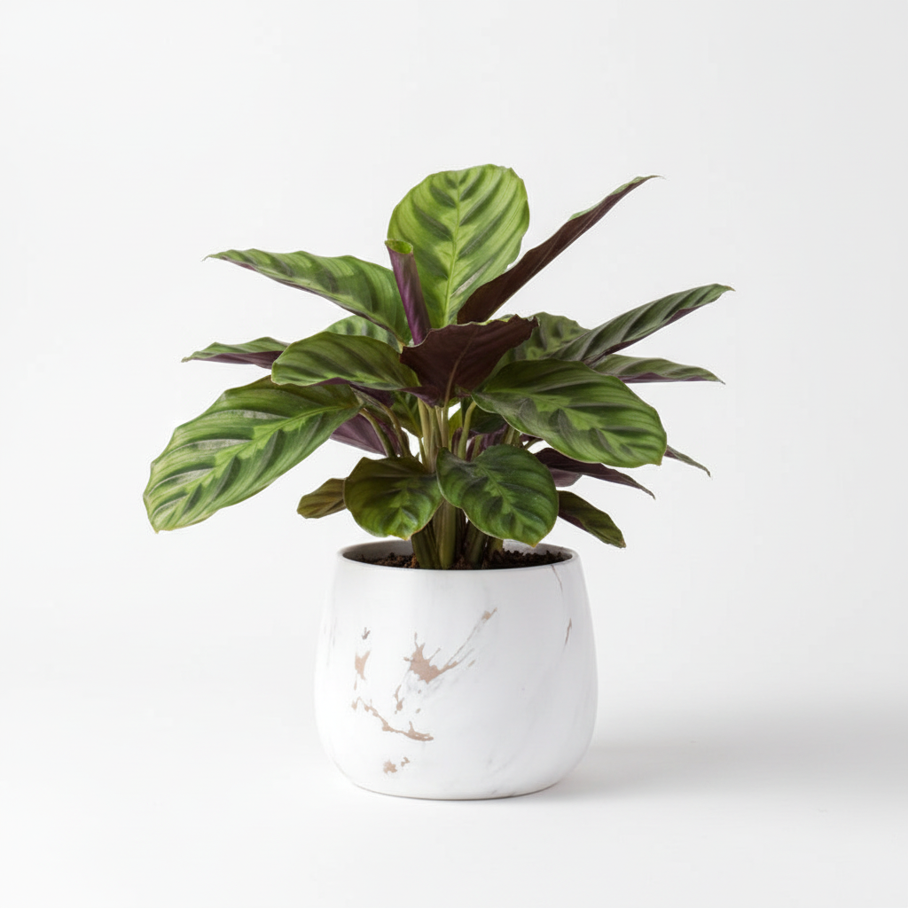 Photo de presentation du cache pot calathea couleur marbre or devant un fond blanc