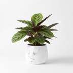 Photo de presentation du cache pot calathea couleur marbre or devant un fond blanc