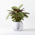 Photo de presentation du cache pot calathea couleur marbre devant un fond blanc