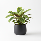 Photo de presentation du cache pot calathea couleur noir devant un fond blanc