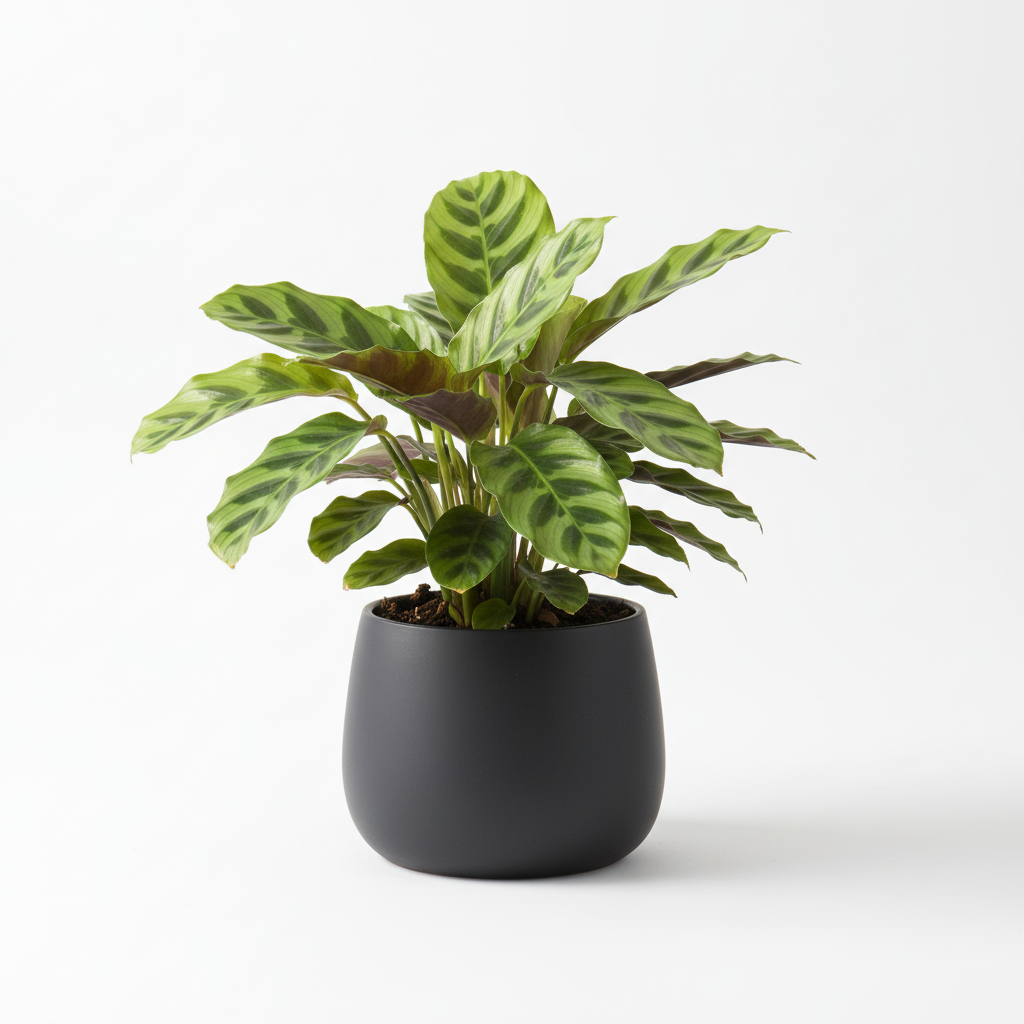 Photo de presentation du cache pot calathea couleur noir devant un fond blanc