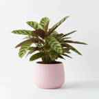 Photo de presentation du cache pot calathea couleur rose devant un fond blanc