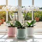 Photo de presentation des pots en ceramique orchidees devant une fenetre