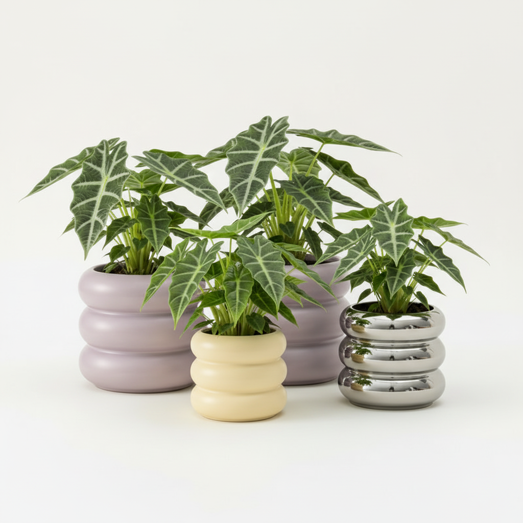 Photo de presentation des caches pots alocasia devant un fond blanc. Les differentes couleurs possibles et tailles sont presentées.