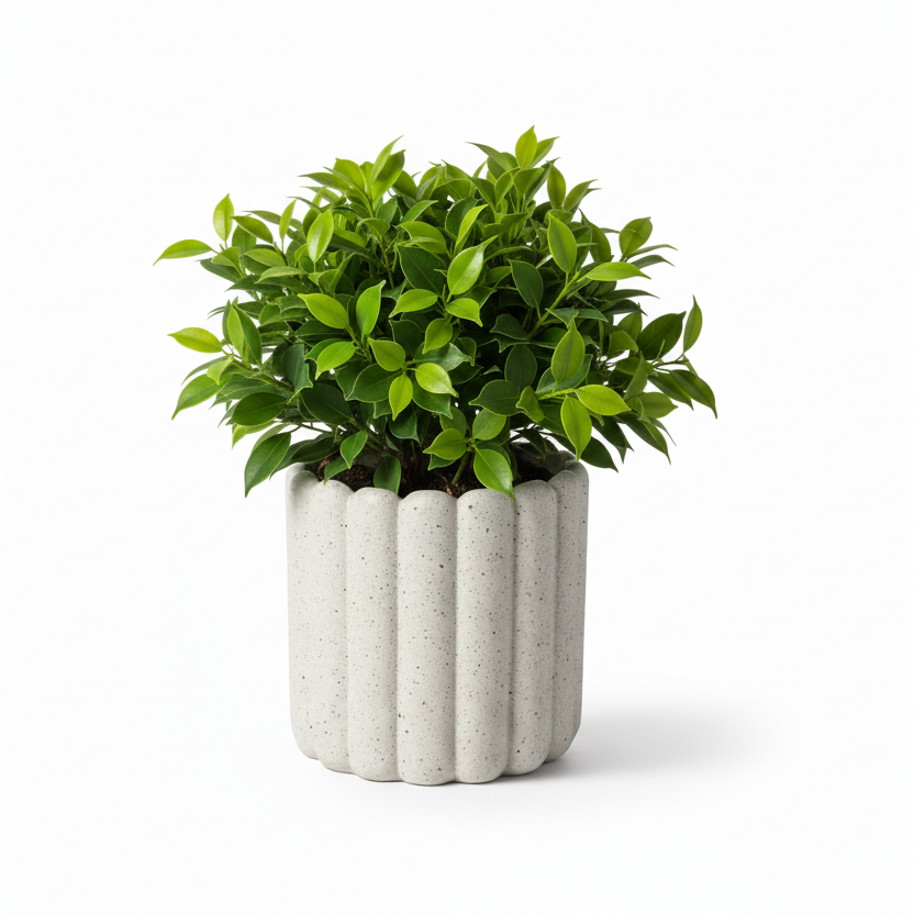 Photo de presentation du cache pot ficus en ceramique beige moucheté