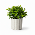 Photo de presentation du cache pot ficus en ceramique beige moucheté