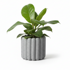 Photo de presentation du cache pot ficus en ceramique gris moucheté