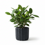 Photo de presentation du cache pot ficus en ceramique noir moucheté