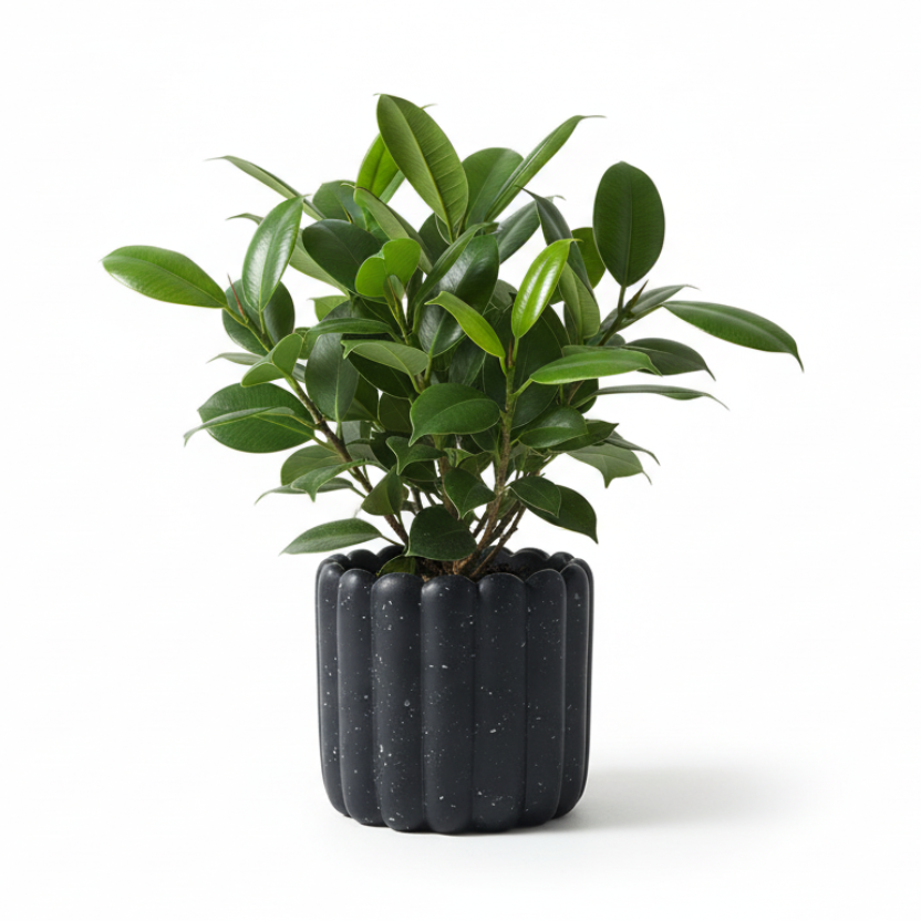 Photo de presentation du cache pot ficus en ceramique noir moucheté