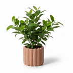 Photo de presentation du cache pot ficus en ceramique terracota
