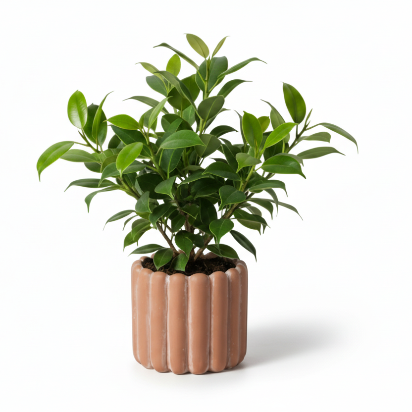 Photo de presentation du cache pot ficus en ceramique terracota