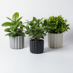 Photo de présentation des caches pots ficus en ceramique, noir, gris et beige devant un fond blanc
