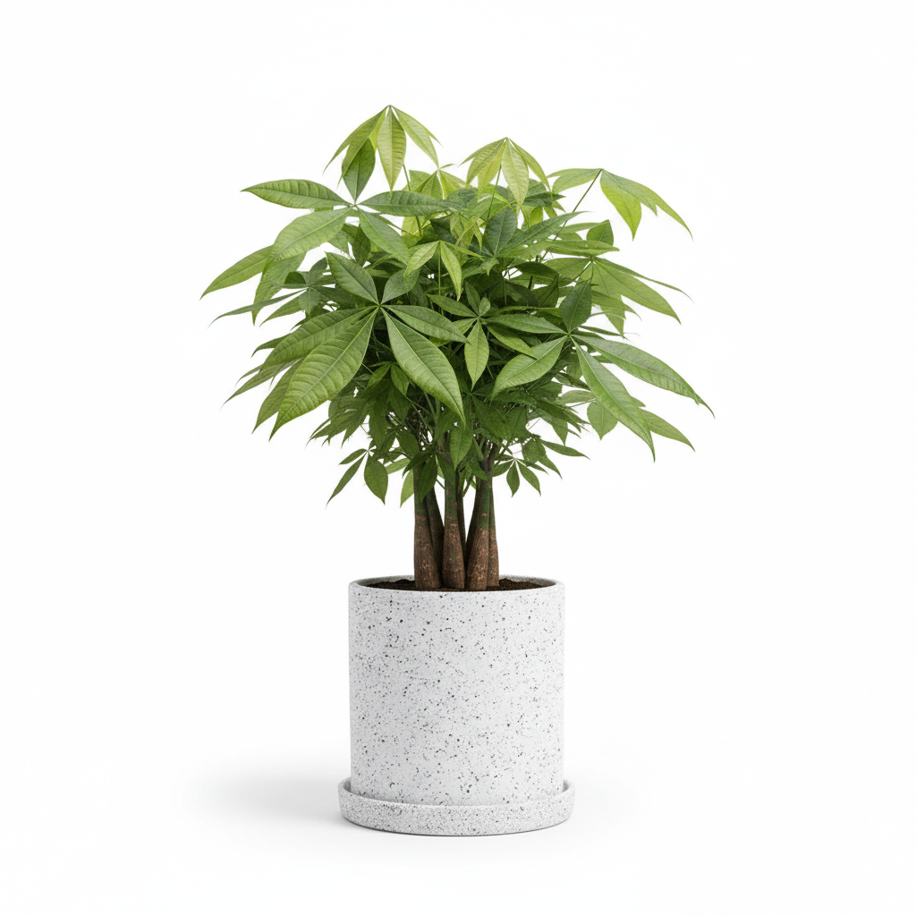 photo de presentation du pot en ceramique mouchete pachira blanc