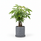 photo de presentation du pot en ceramique mouchete pachira gris