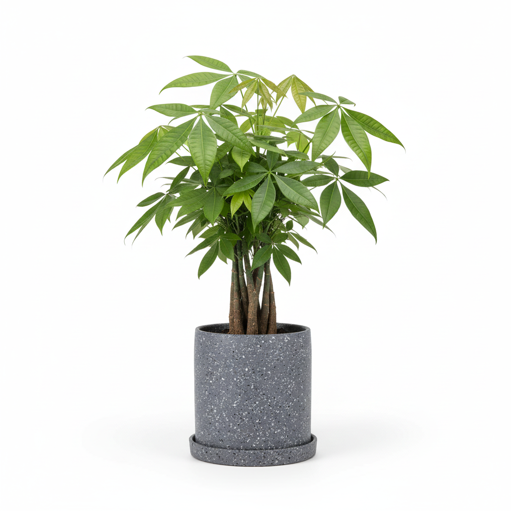 photo de presentation du pot en ceramique mouchete pachira gris