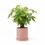photo de presentation du pot en ceramique mouchete pachira rose