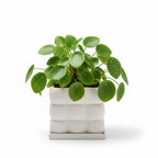 Photo de presentation du pot pilea beige sur fond blanc
