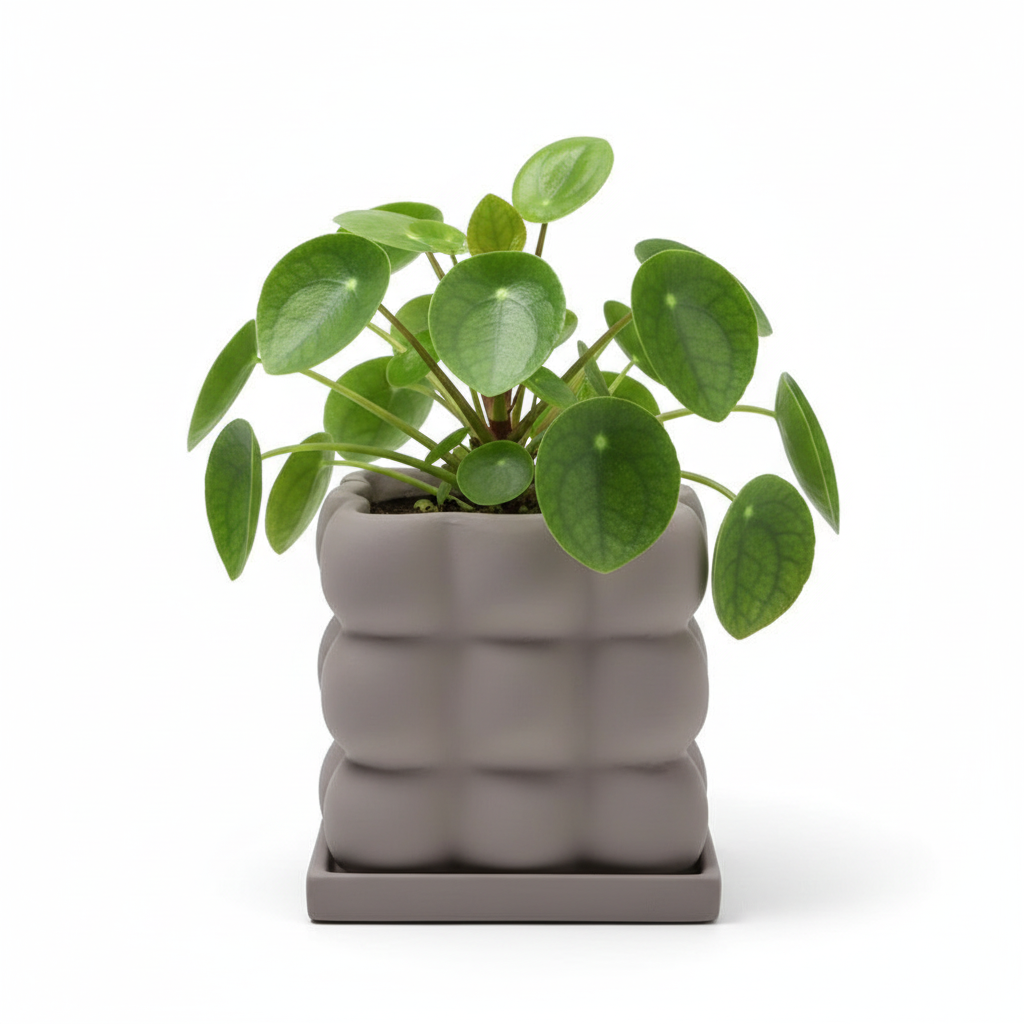 Photo de presentation du pot pilea gris sur fond blanc