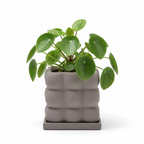 Photo de presentation du pot pilea gris sur fond blanc
