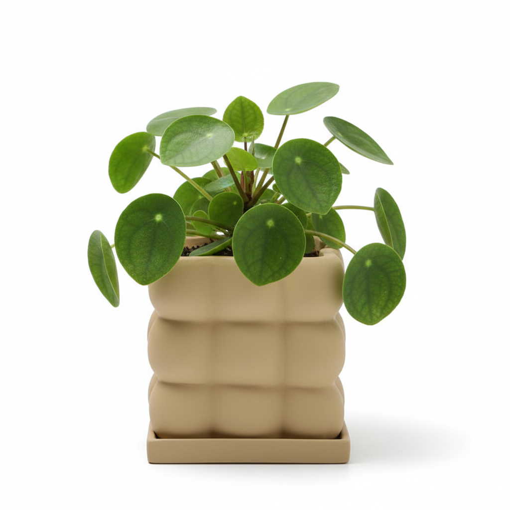 Photo de presentation du pot pilea jaune moutarde sur fond blanc