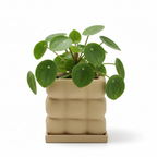 Photo de presentation du pot pilea jaune moutarde sur fond blanc