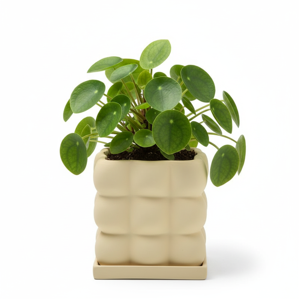 Photo de presentation du pot pilea jaune pale sur fond blanc
