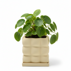 Photo de presentation du pot pilea jaune pale sur fond blanc