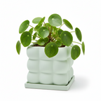 Photo de presentation du pot pilea menthe sur fond blanc