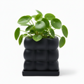 Photo de presentation du pot pilea noir sur fond blanc
