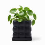 Photo de presentation du pot pilea noir sur fond blanc