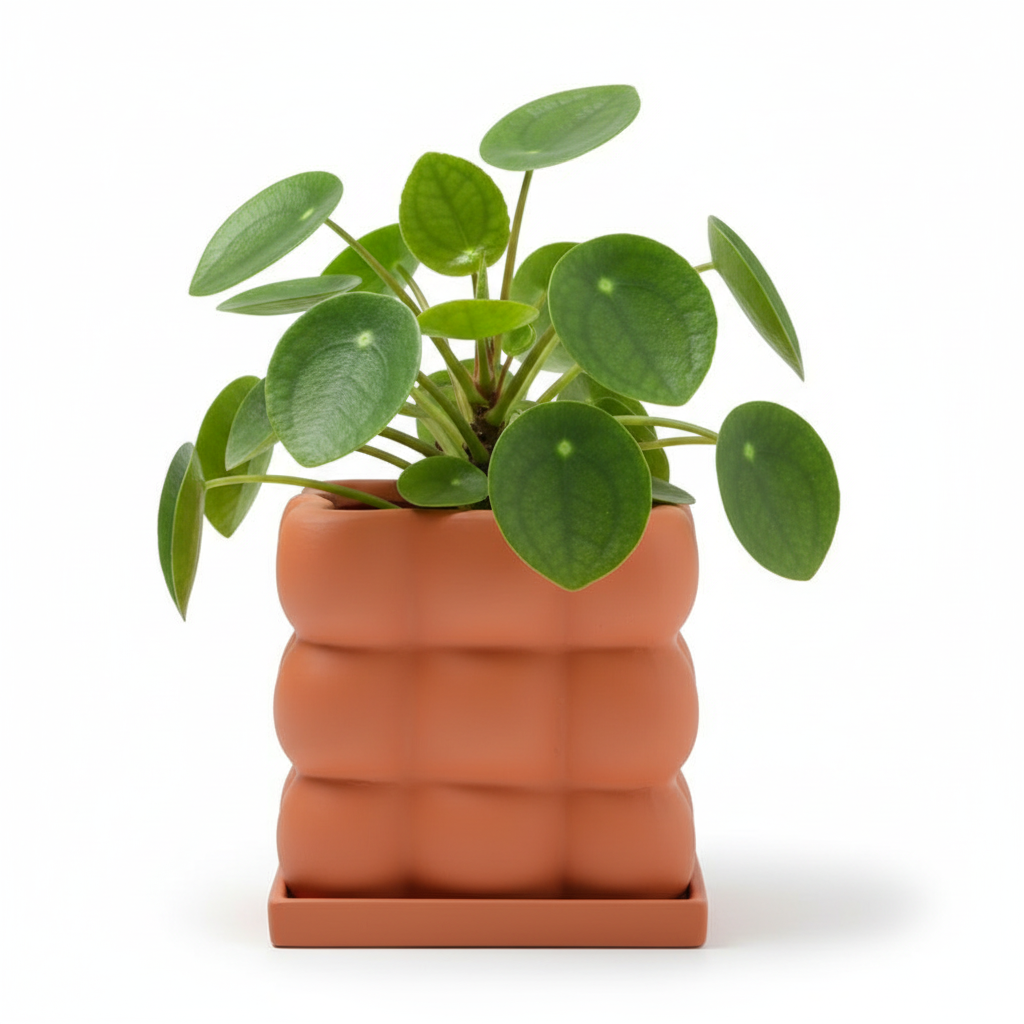 Photo de presentation du pot pilea orange sur fond blanc