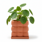 Photo de presentation du pot pilea orange sur fond blanc